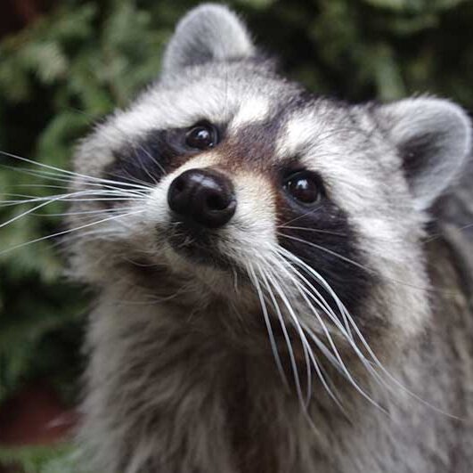 raccoon portrait