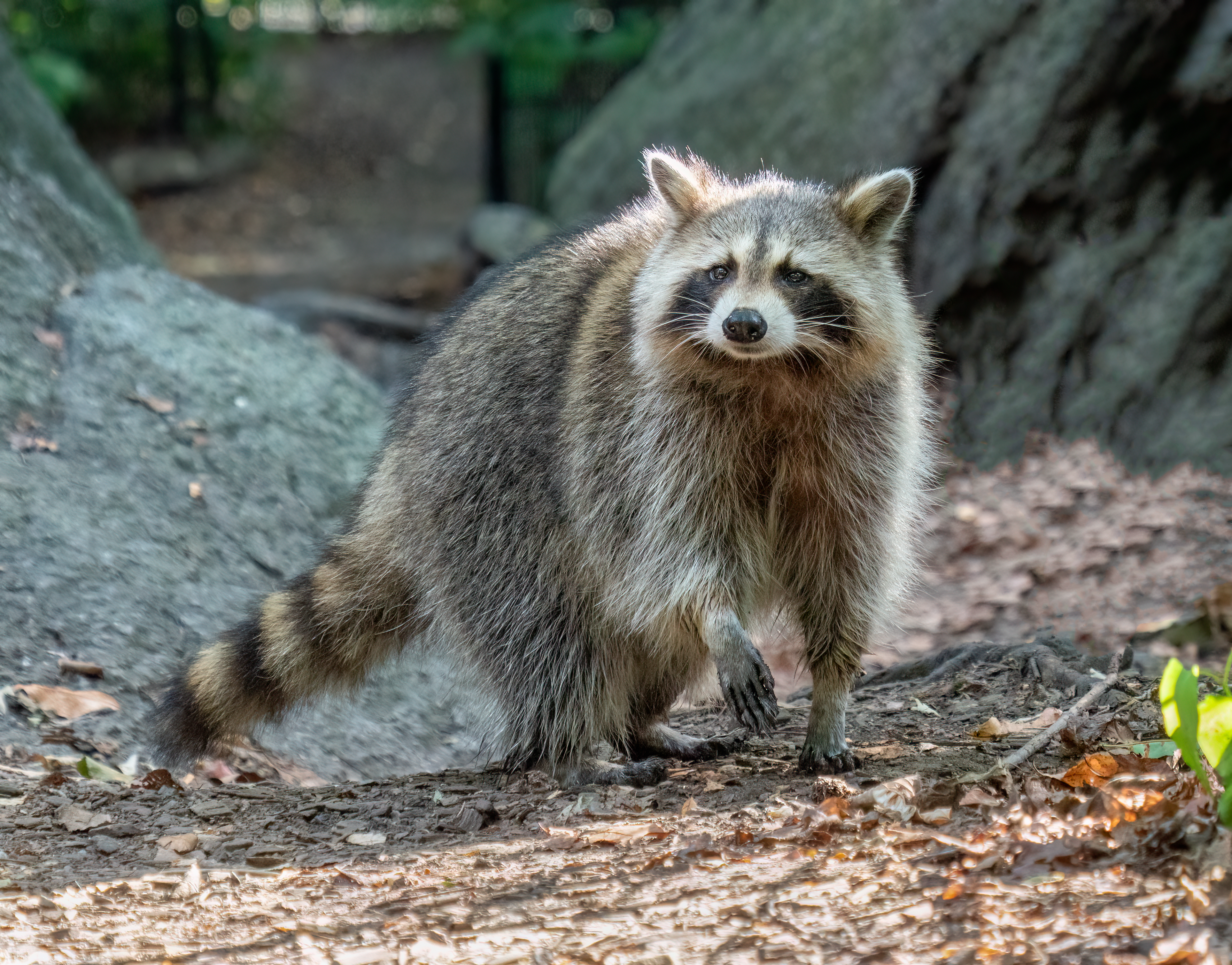 raccoon in central park