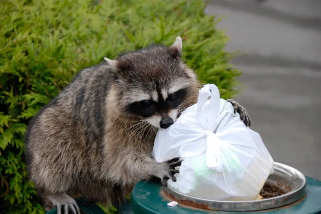 raccoon in trash