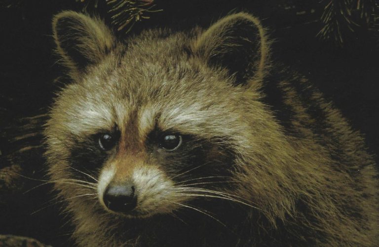 raccoon